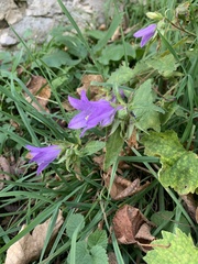 Campanula trachelium