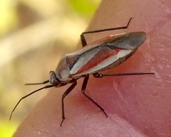 Lopidea marginata
