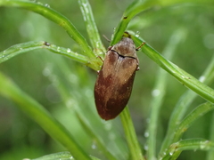 Araeopidius monachus