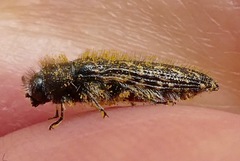 Acmaeodera