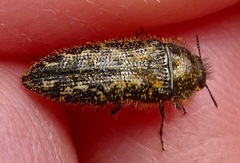 Acmaeodera
