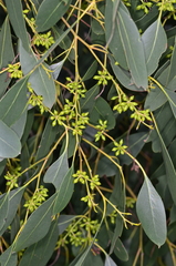 Eucalyptus yarraensis