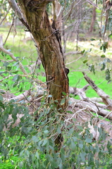 Eucalyptus yarraensis