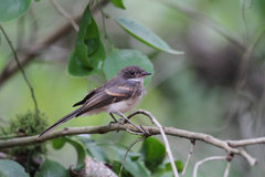 Rhipidura rufiventris