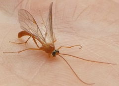 Tryphoninae