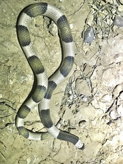 Phyllorhynchus browni