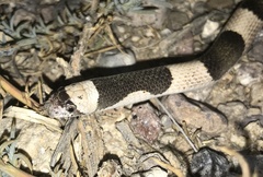 Phyllorhynchus browni