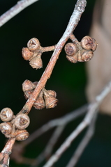 Eucalyptus yarraensis