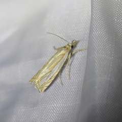 Crambus saltuellus