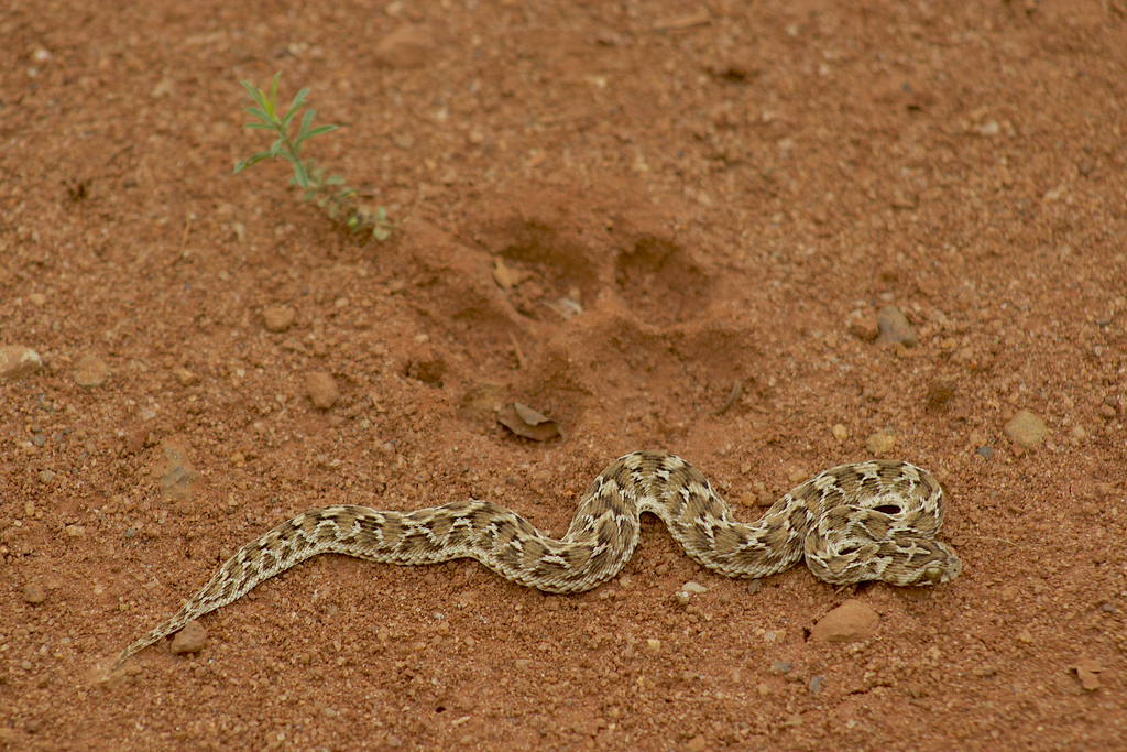 Indian saw-scaled viper (Echis carinatus carinatus) - Snakes and Lizards