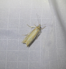 Crambus saltuellus