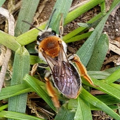 Andrena haemorrhoa