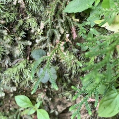 Selaginella heterostachys