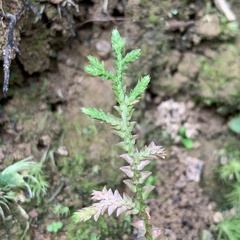 Selaginella heterostachys