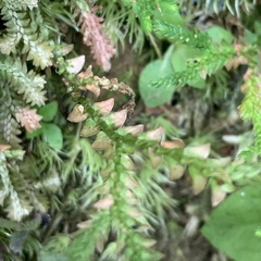 Selaginella heterostachys