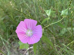 Malva punctata