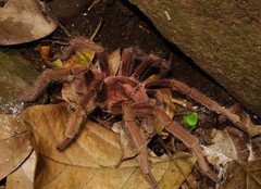 Acanthoscurria maga