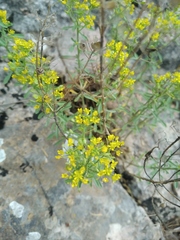 Odontarrhena tortuosa