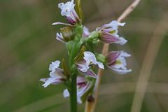 Prasophyllum suttonii