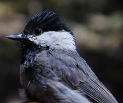 Poecile sclateri