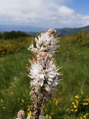 Asphodelus macrocarpus macrocarpus