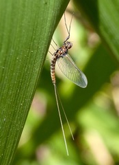 Callibaetis ferrugineus hageni