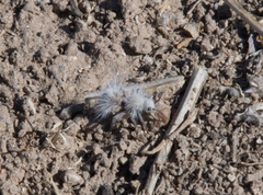 Dasymutilla gloriosa