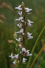 Prasophyllum suttonii