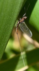 Callibaetis ferrugineus hageni