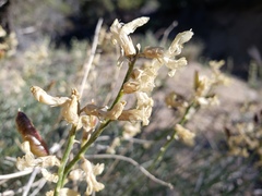 Astragalus pachypus