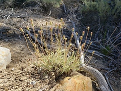 Chaenactis santolinoides