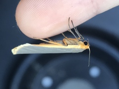 Eilema lurideola
