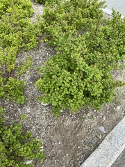 Spiraea