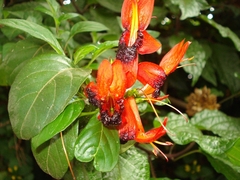 Ruttya fruticosa image