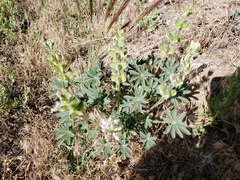 Lupinus densiflorus