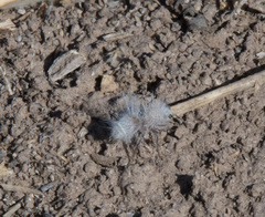 Dasymutilla gloriosa