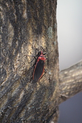 Rhiginia cinctiventris