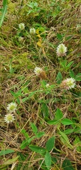 Trifolium ambiguum