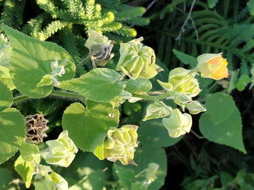 Abutilon grandifolium