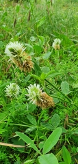 Trifolium ambiguum