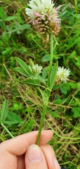 Trifolium ambiguum