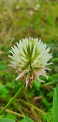 Trifolium ambiguum