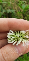Trifolium ambiguum