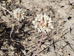 Allium howellii clokeyi