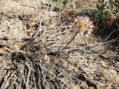 Allium howellii clokeyi