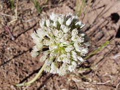 Allium howellii clokeyi