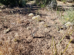 Allium howellii clokeyi