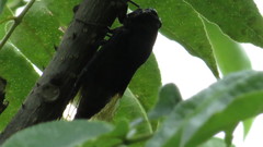 Cryptotympana atrata