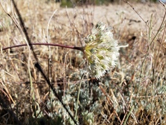Allium howellii clokeyi