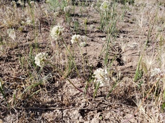 Allium howellii clokeyi